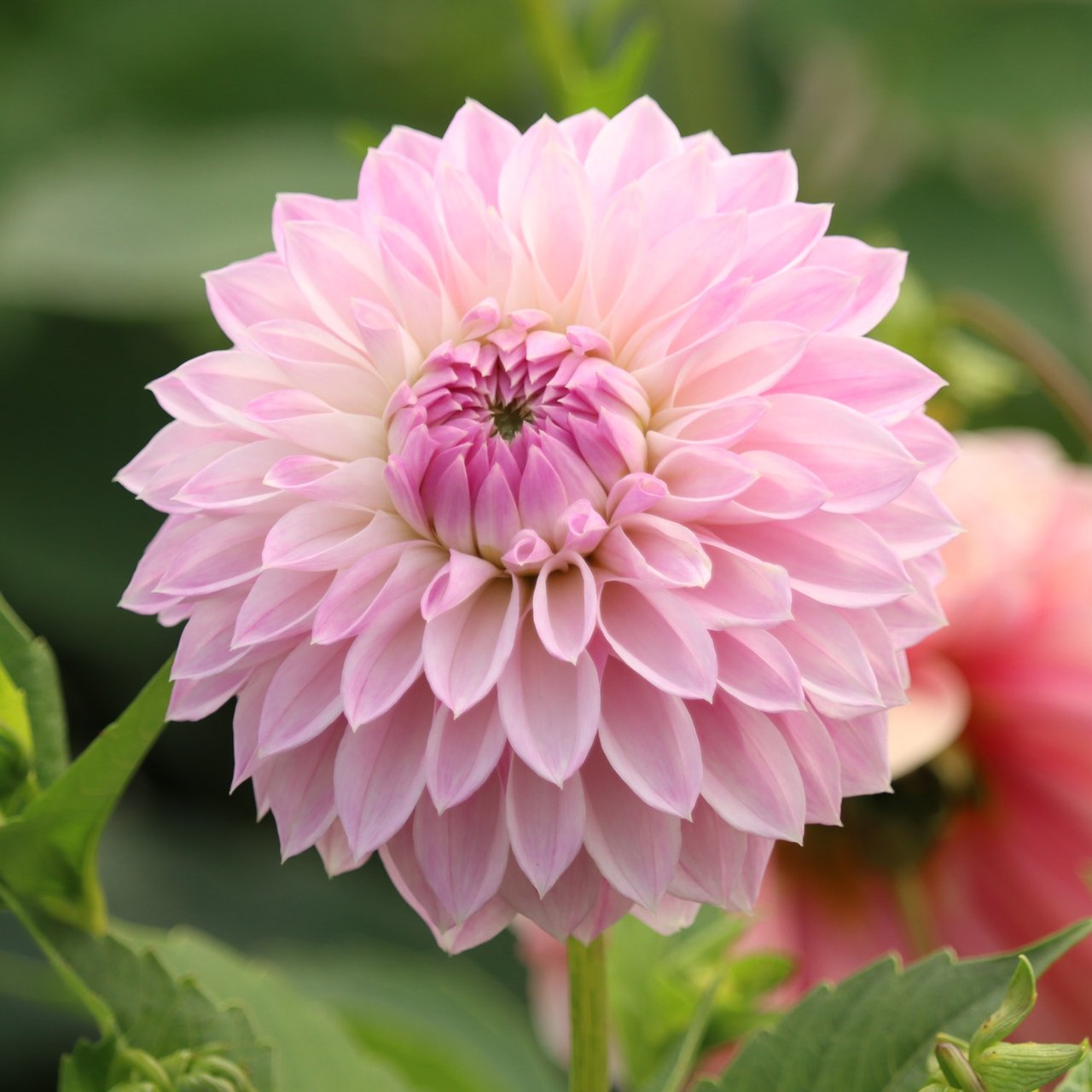 AB Brasla Dahlia Cutting