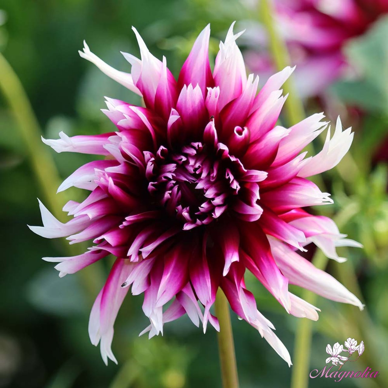 Alauna Clair-Obscure Dahlia Knöl