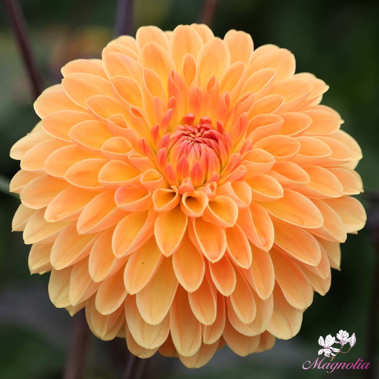 Amber Crystal Dahlia Tuber