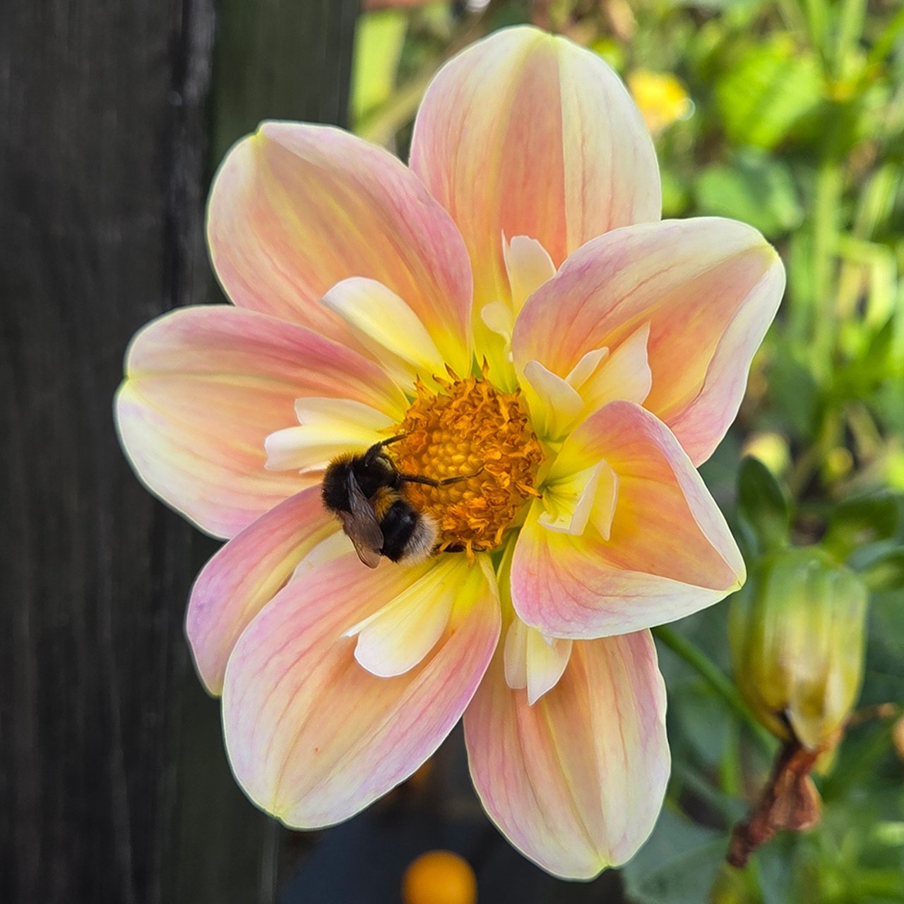 April Heather Dahlia Tuber