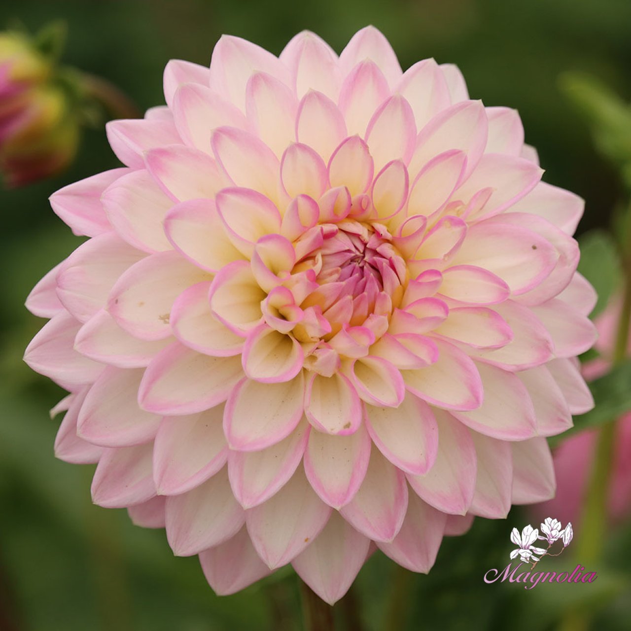Arbatax Dahlia Knöl