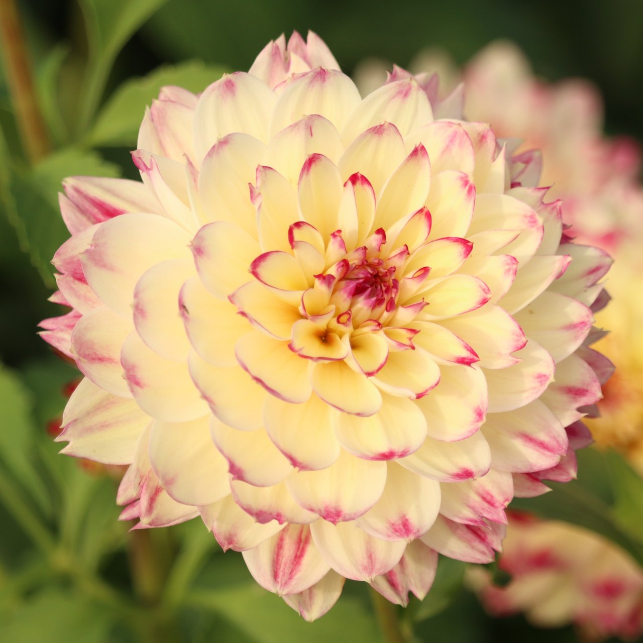 Ariko Aphrodite Dahlia Tuber