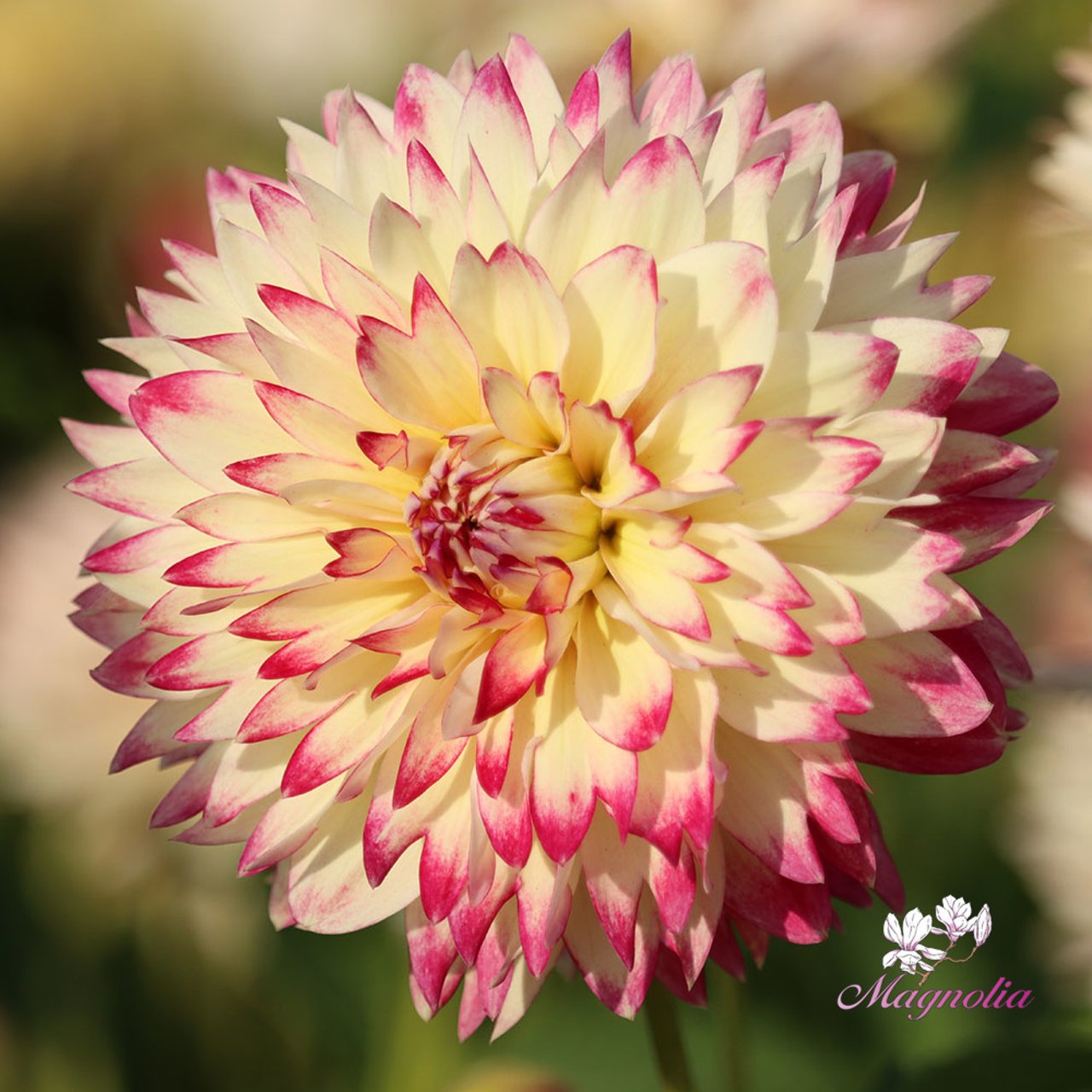 Ariko Aphrodite Dahlia Knöl
