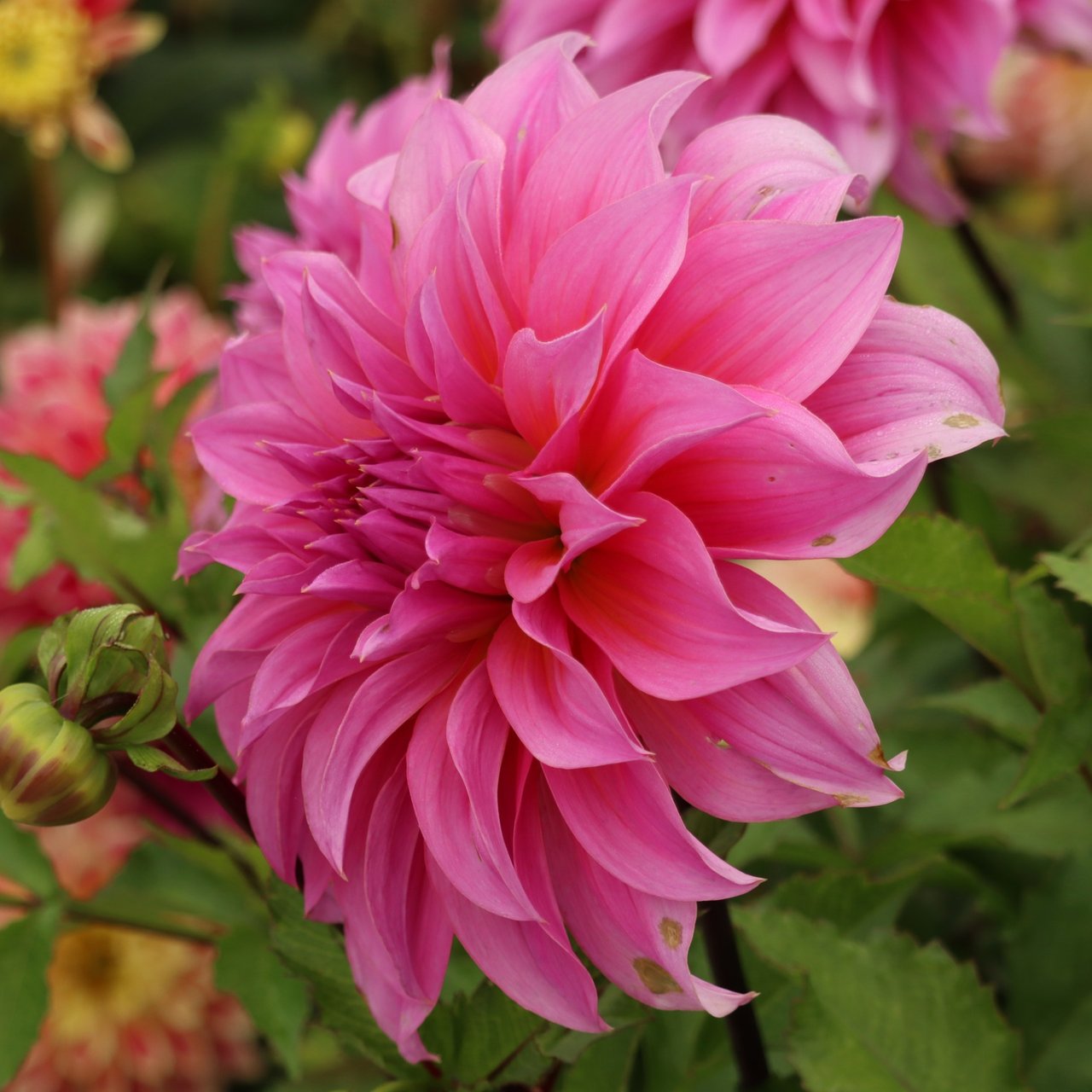 Arthur Hambley Dahlia Tuber