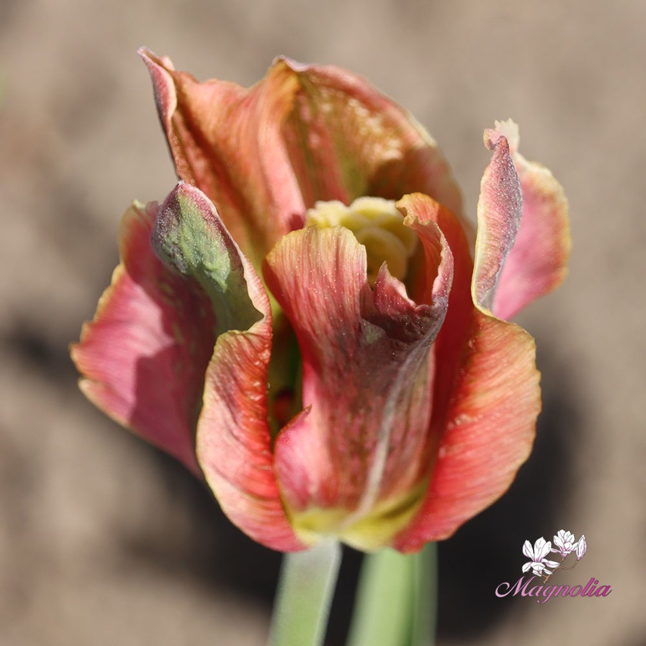 Artist Tulip Bulbs
