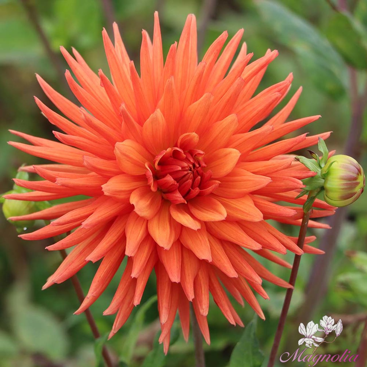 Autumn Orange Dahlia Tuber