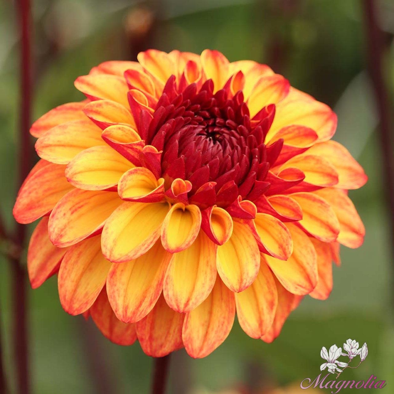 Autumn Pumpkin Dahlia Tuber