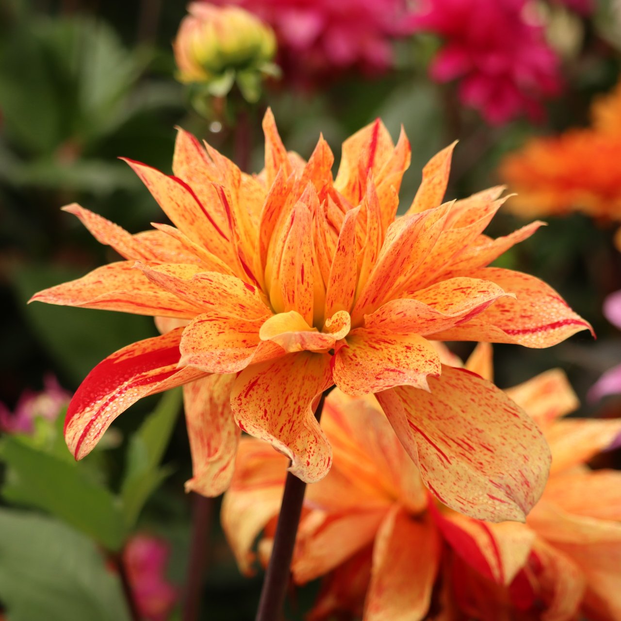 Babylon Mutant Yellow Flame Dahlia Knöl