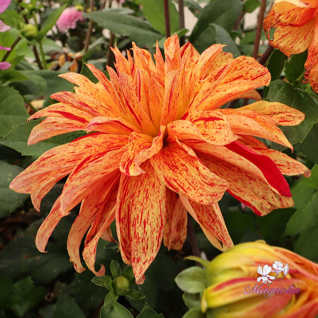 Babylon Mutant Yellow Flame Dahlia Knöl