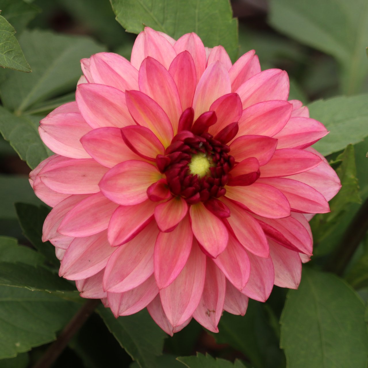 Bacardi Dahlia Tuber