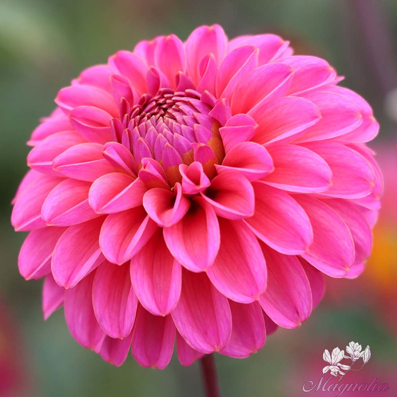 Bazuin Pink Dahlia Tuber