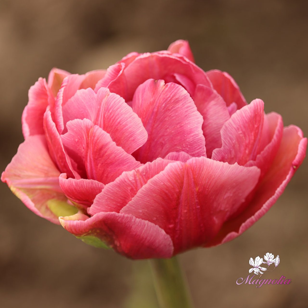 Beach Berry Tulip Bulbs