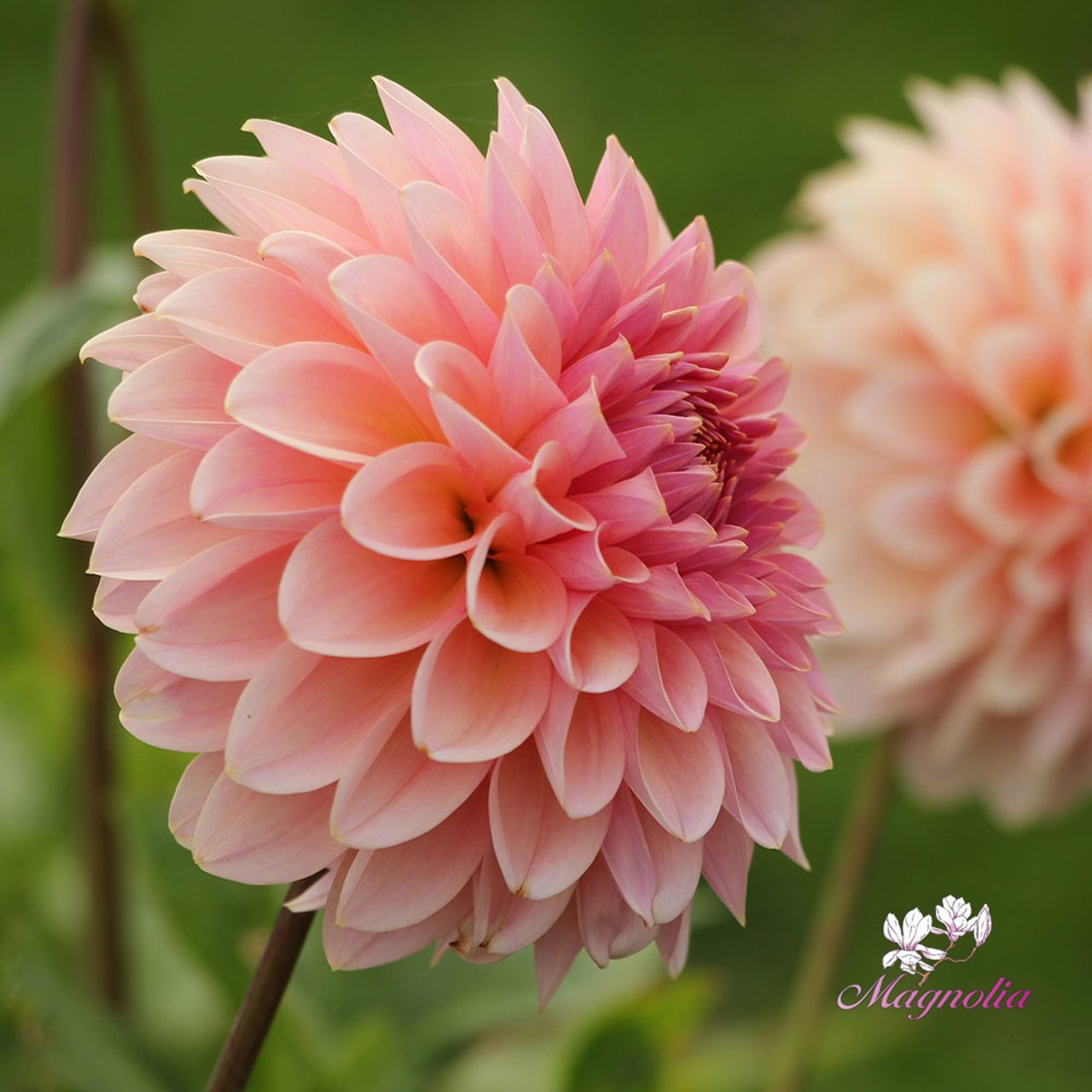 Beauty Queen Dahlia Knöl