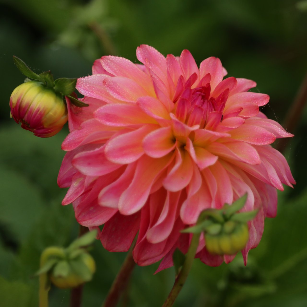 Belfloor Dahlia Tuber