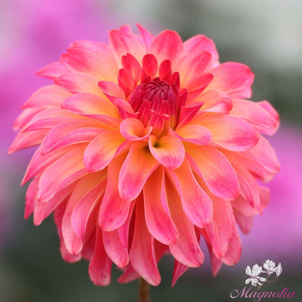Belfloor Dahlia Tuber