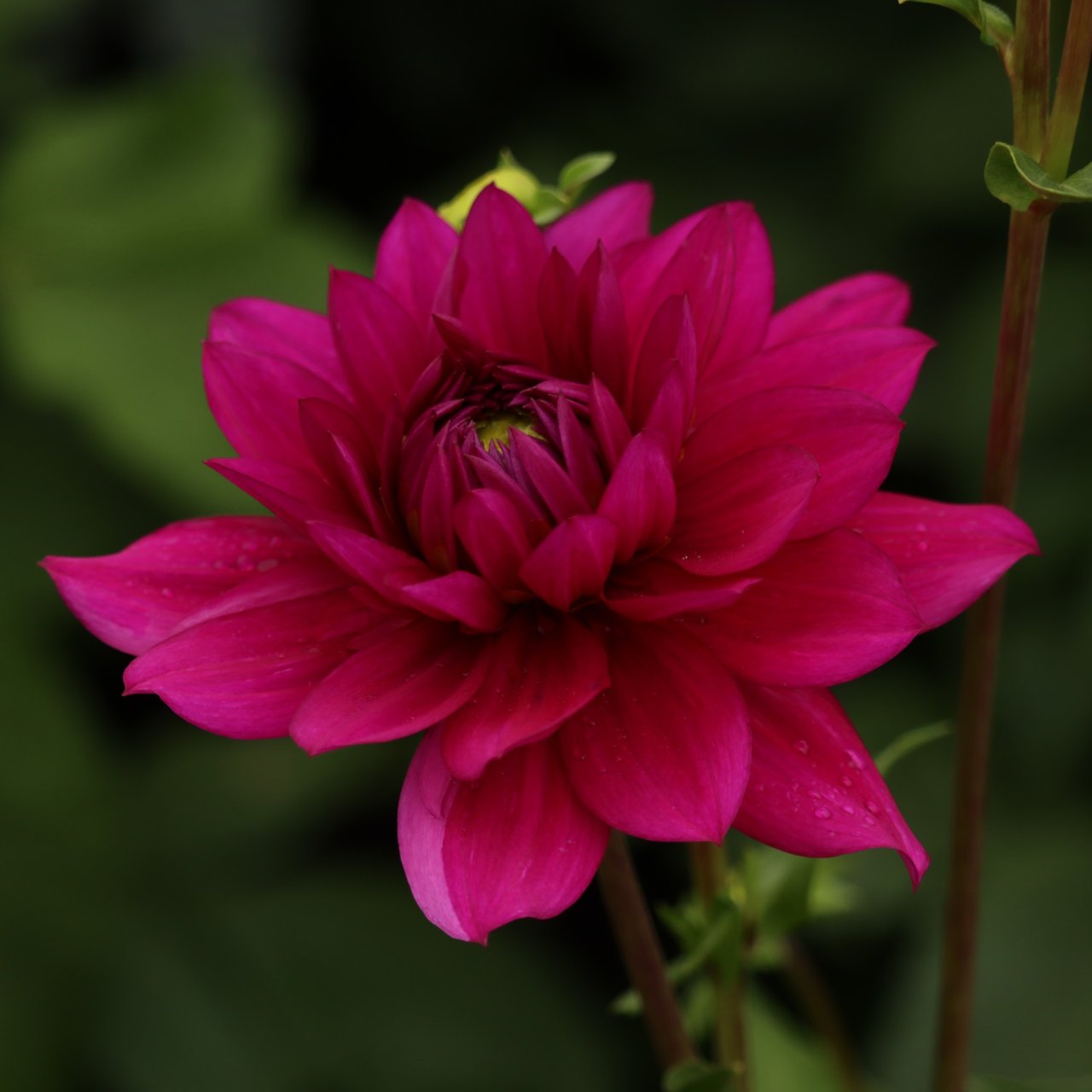 Berner Oberland Dahlia Tuber