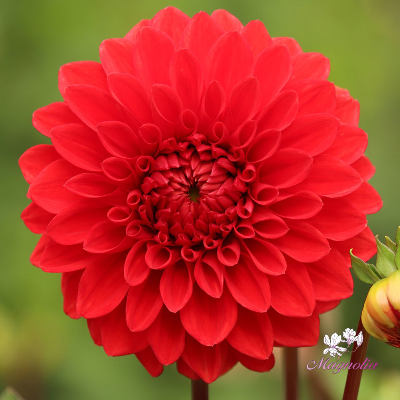Bizon Dannebro Dahlia Tuber