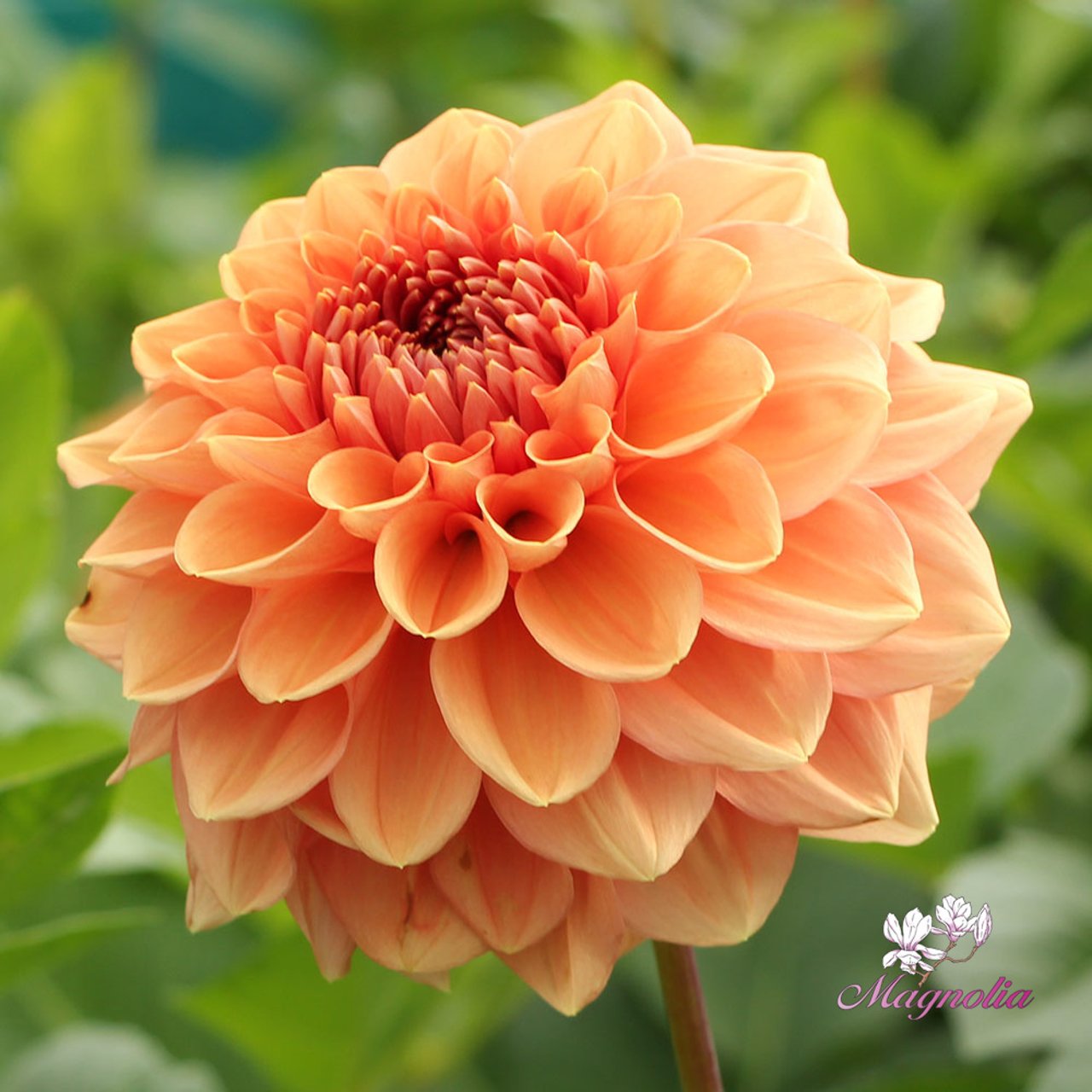 Bizon Romance Dahlia Tuber