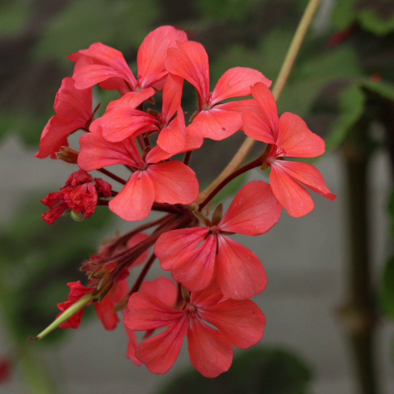 Black Jubilee Pelargonium Cutting