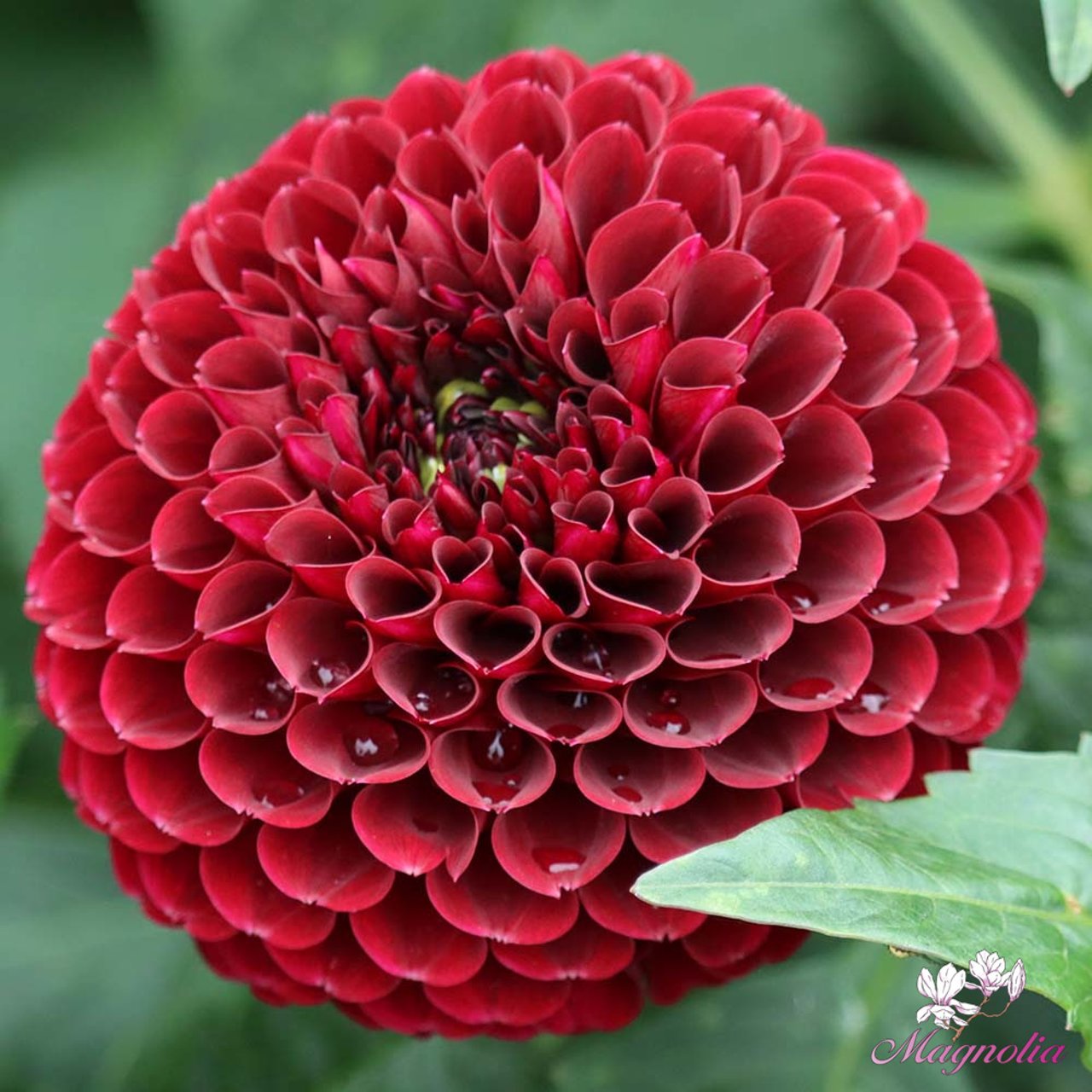 Black Pierre Dahlia Tuber