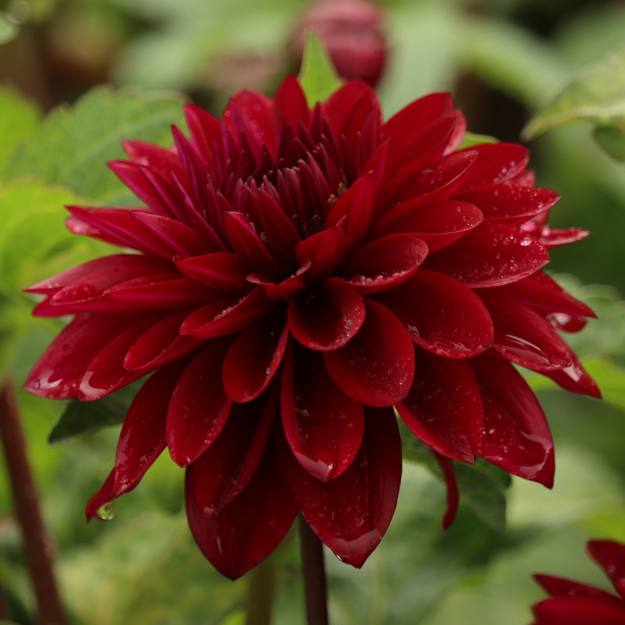 Black Surprise Dahlia Tuber