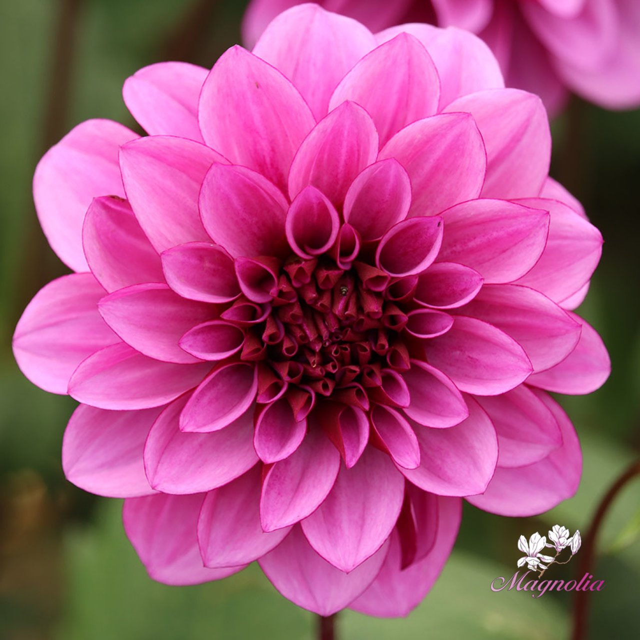 Blue Bell Dahlia Tuber