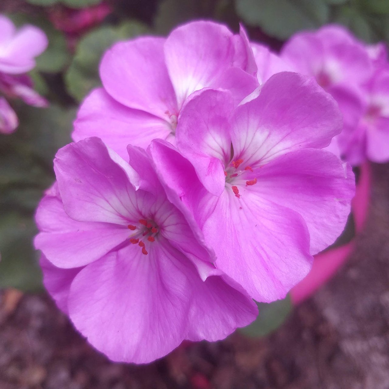 Blue Wonder Pelargonium Cutting