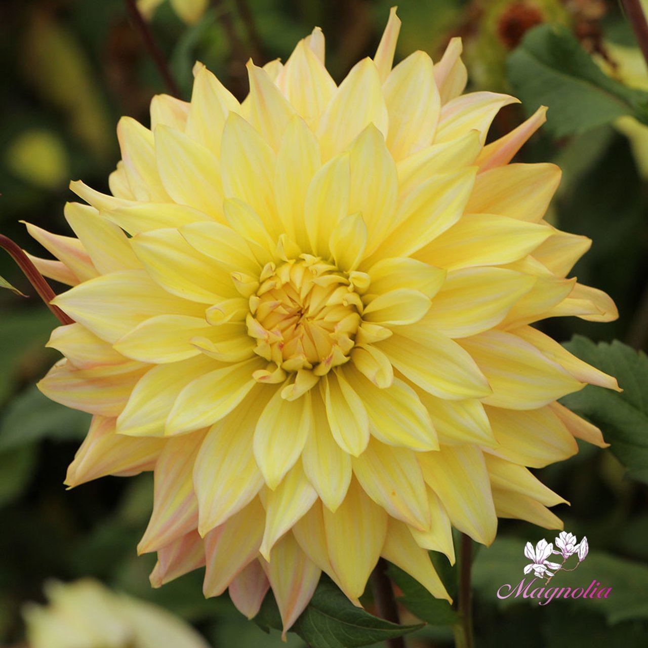 Blushing Lady Dahlia Tuber