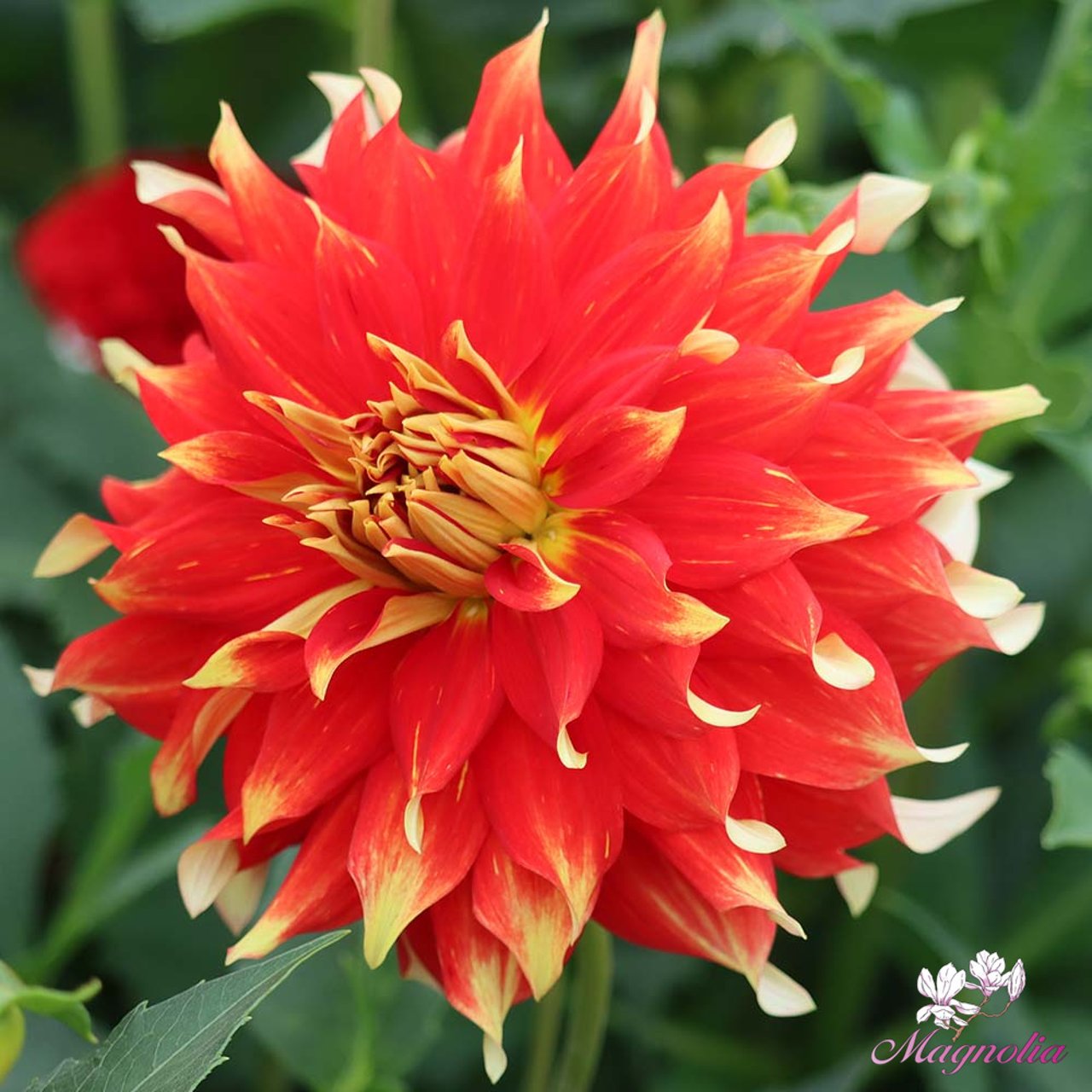 Bodacious Dahlia Knöl