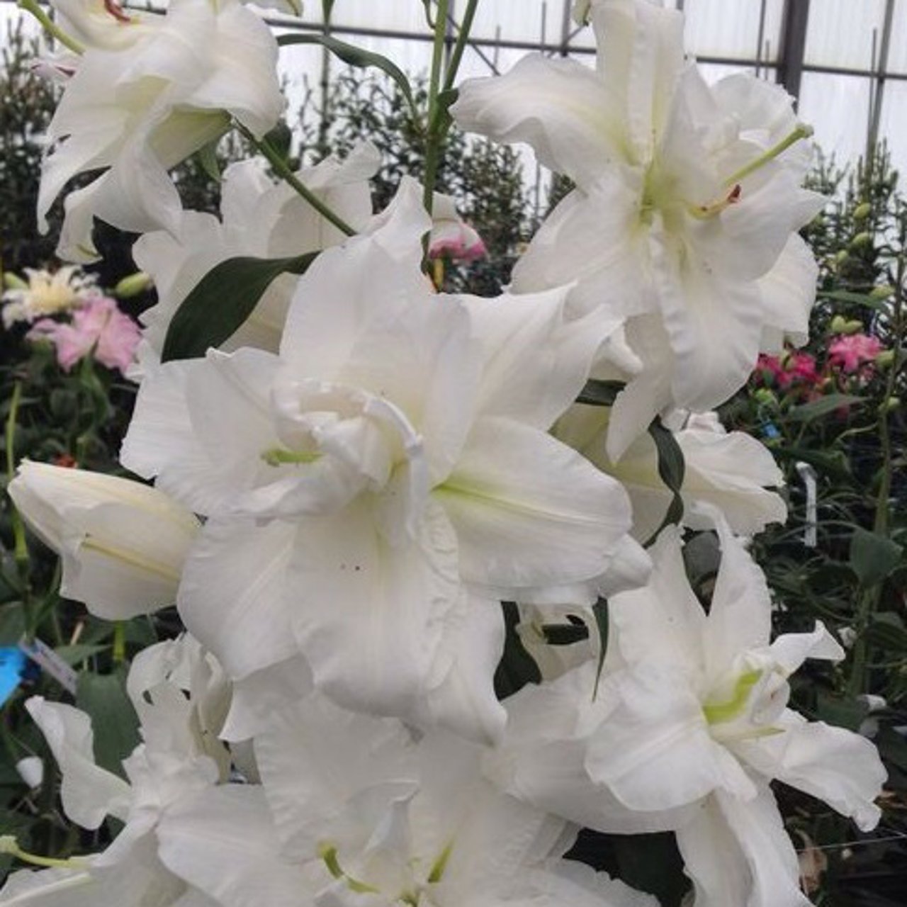 Bowl of Beauty Lillium Bulb