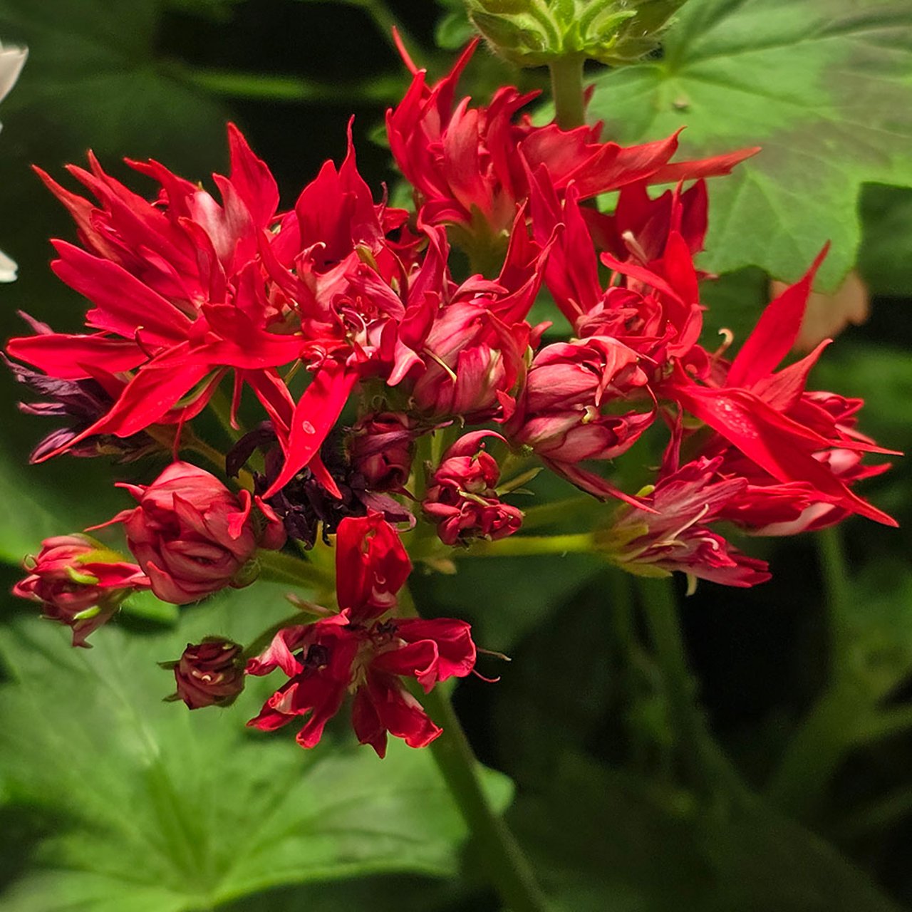 Boys Röda Pelargonium Cutting
