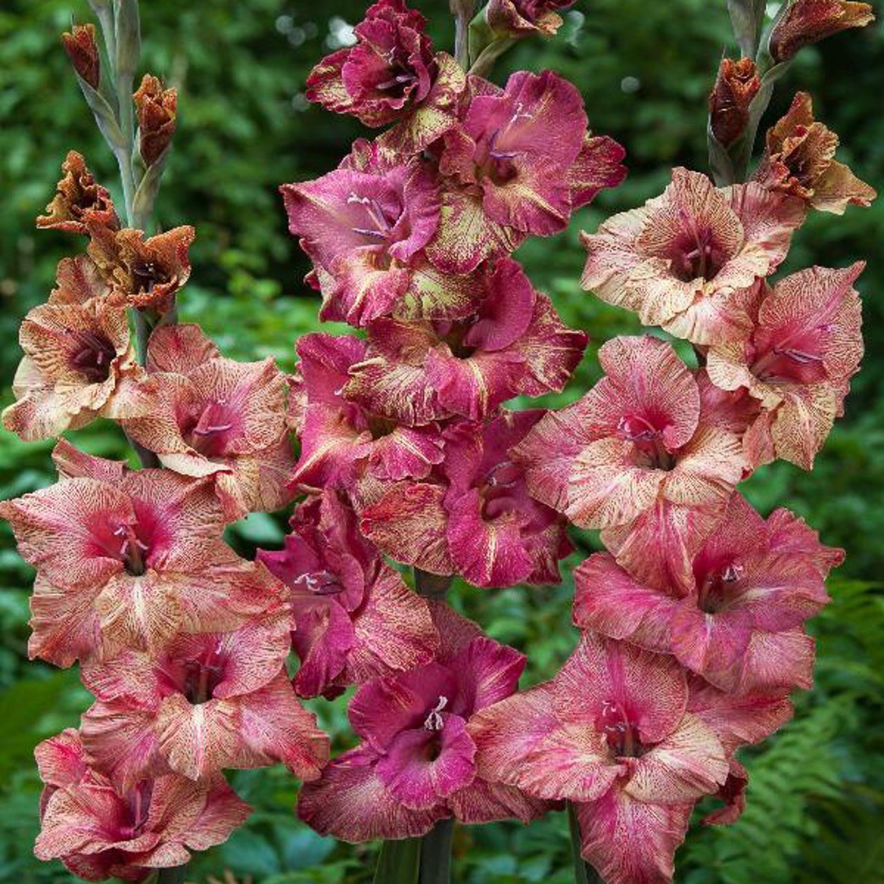 Brunette Gladiolus Corms
