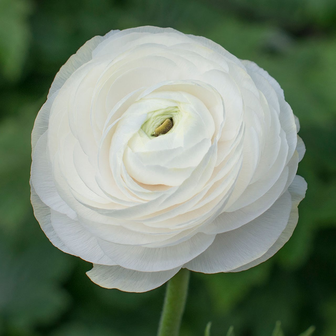 Ranunculus Asiaticus White Corm