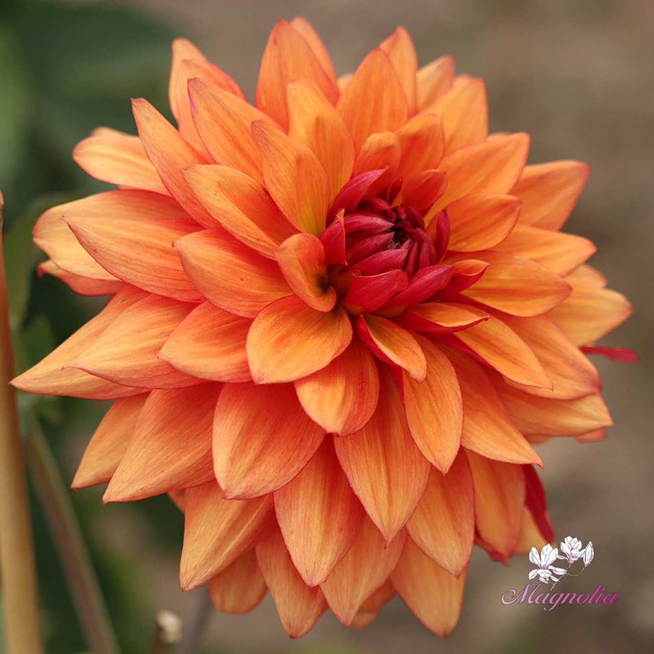 Burning Idylle Dahlia Knöl