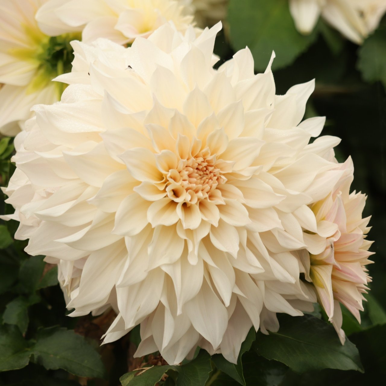 Café au Lait Dahlia Tuber