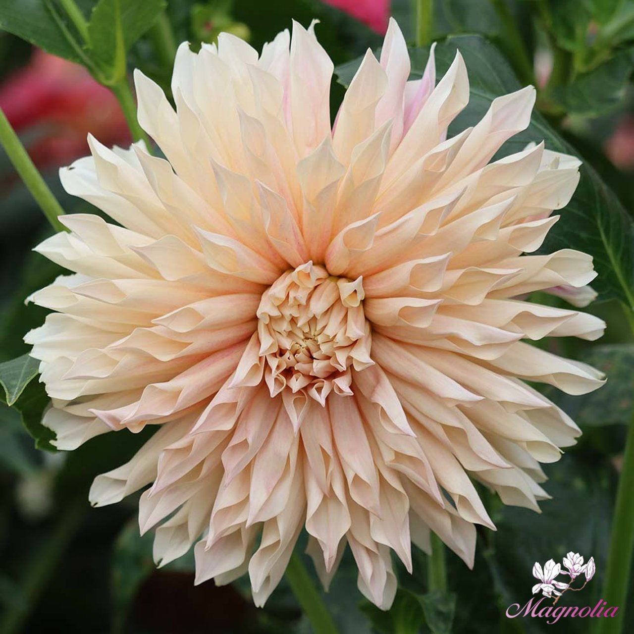Café de Paris Dahlia Tuber