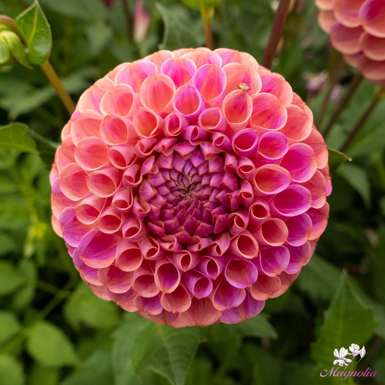 Caitlin's Joy Dahlia Knöl