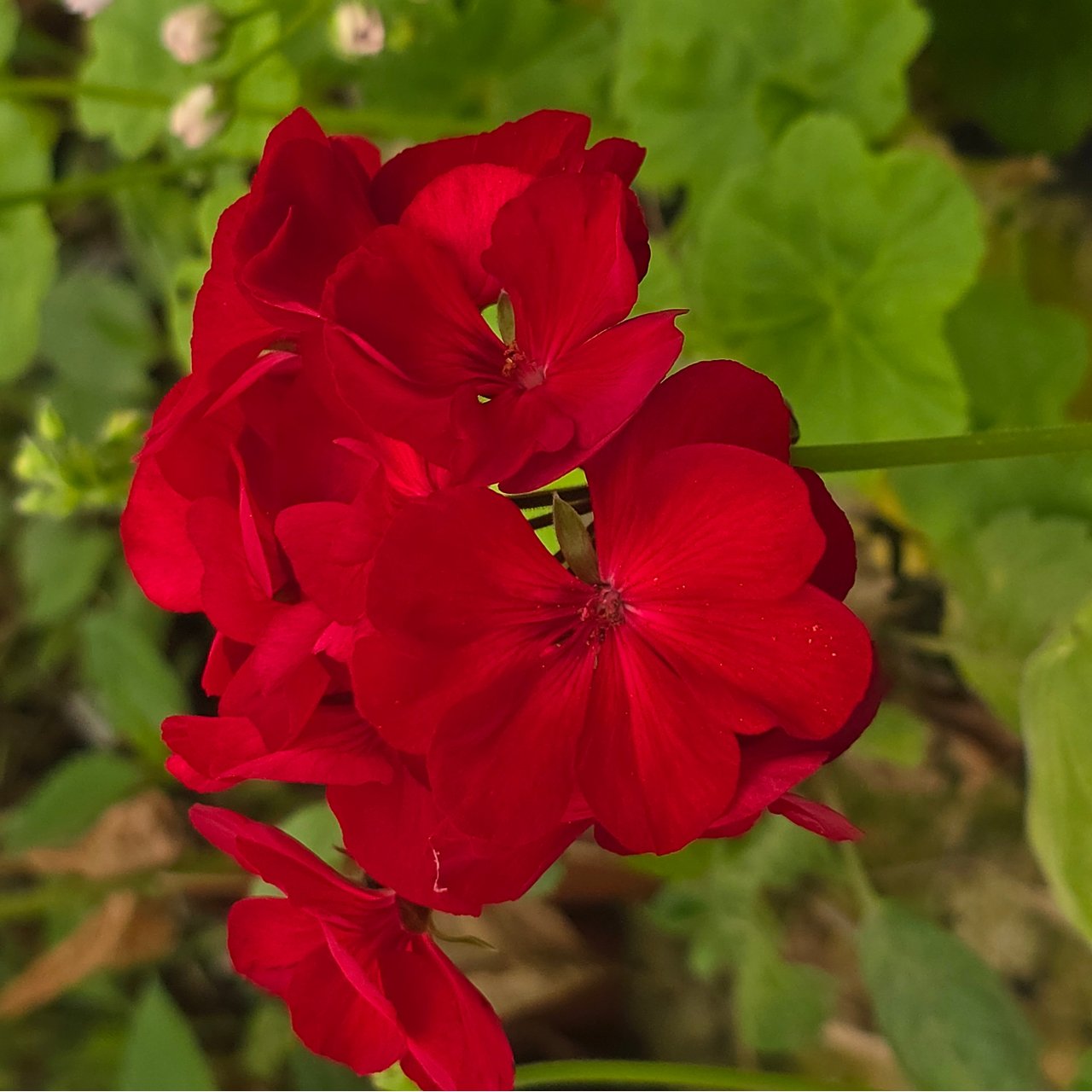 Calliope Dark Red Pelargonium Cutting