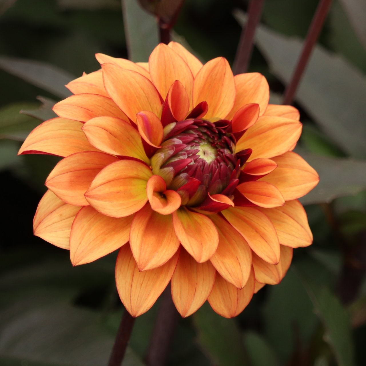 Calvados Idylle Dahlia Tuber