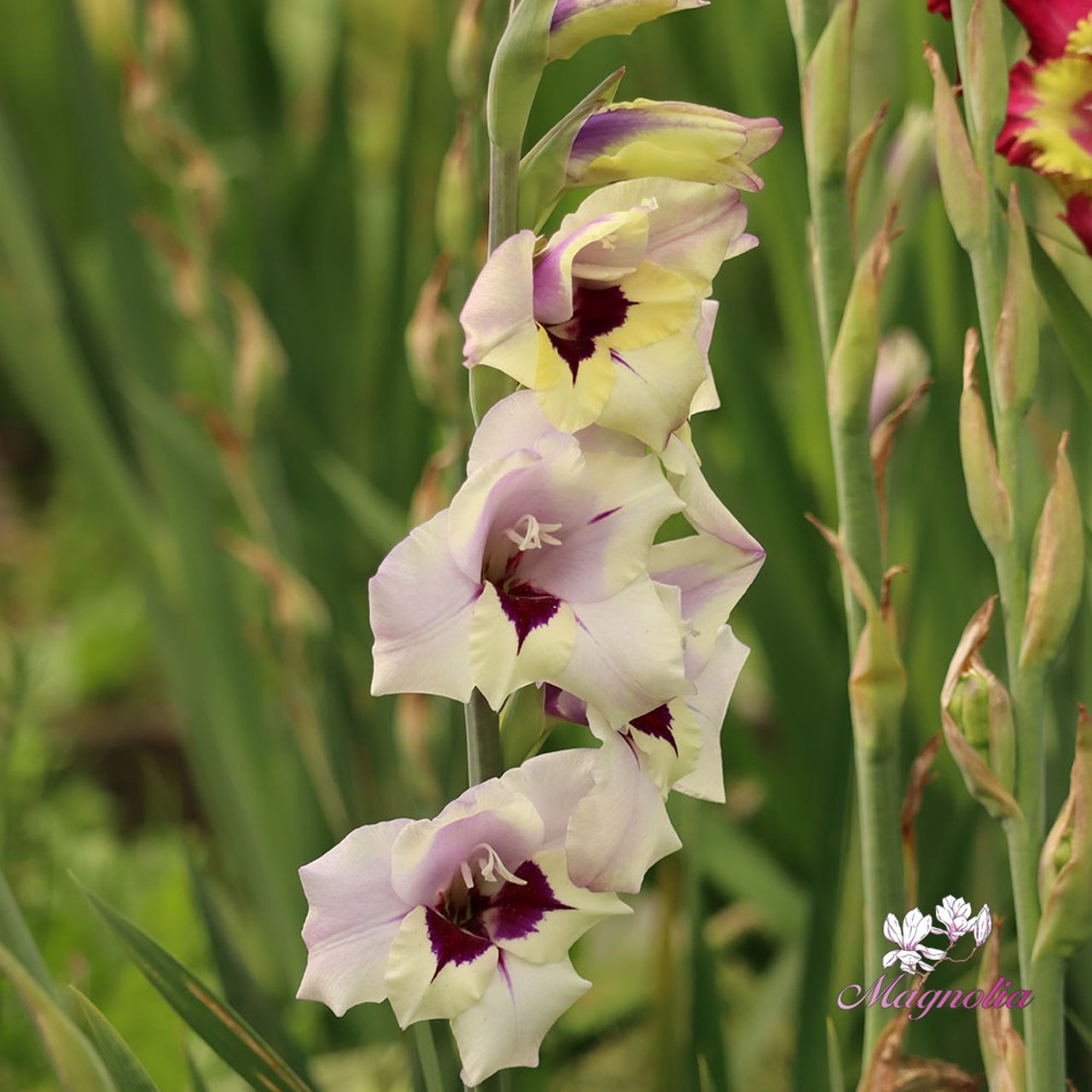 Candor Pasa Gladiolus Corms