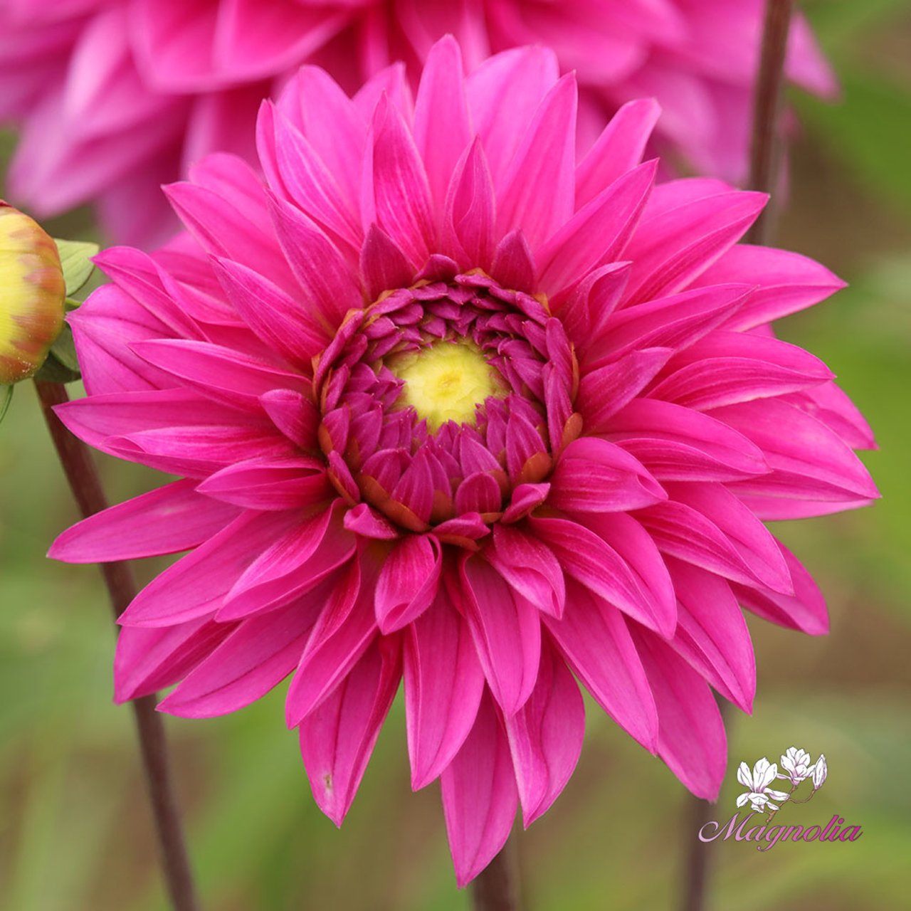 Cartouche Dahlia Knöl