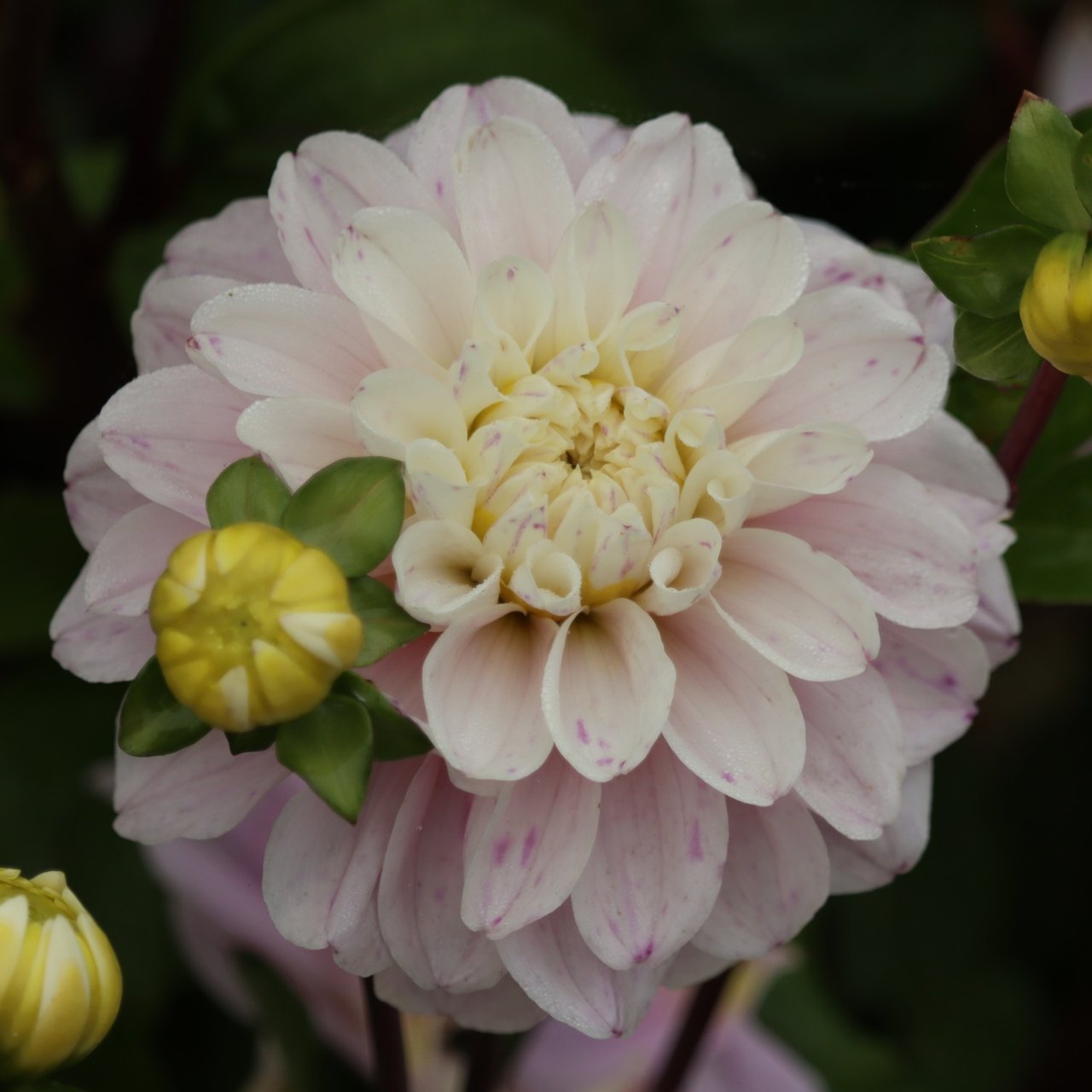 Cayen Dahlia Tuber