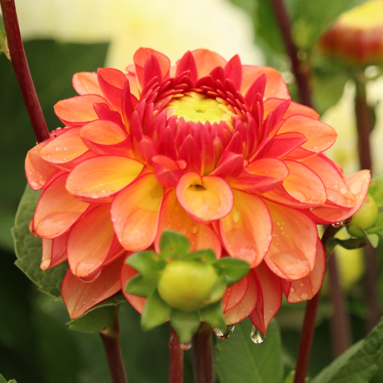 Chapeau Bas Dahlia Knöl