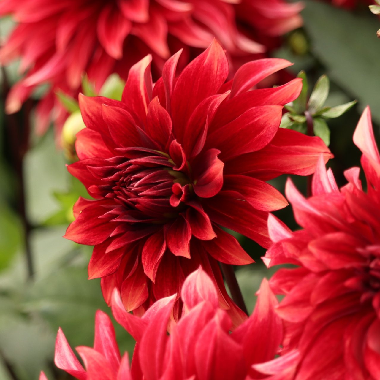 Cherry Cream Idylle Dahlia Knöl