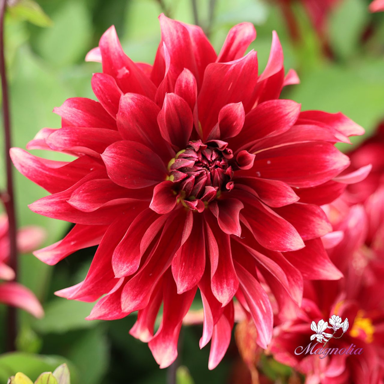 Cherry Cream Idylle Dahlia Knöl