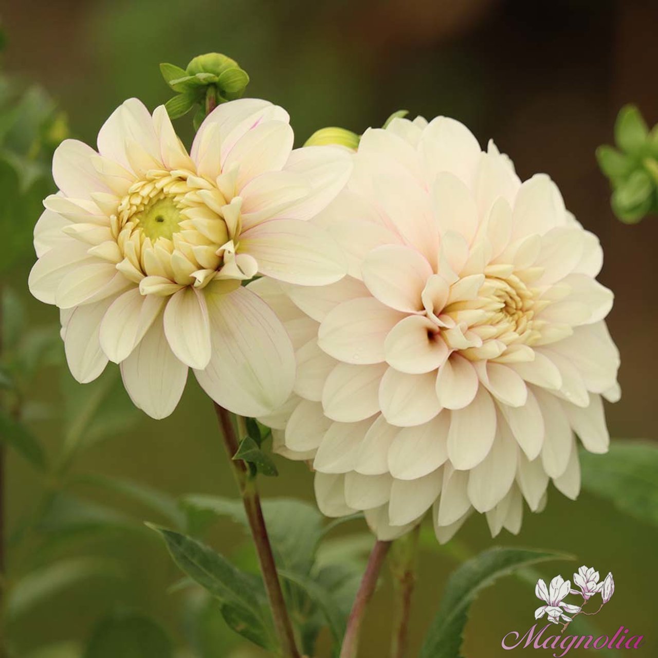 Christo Dahlia Tuber