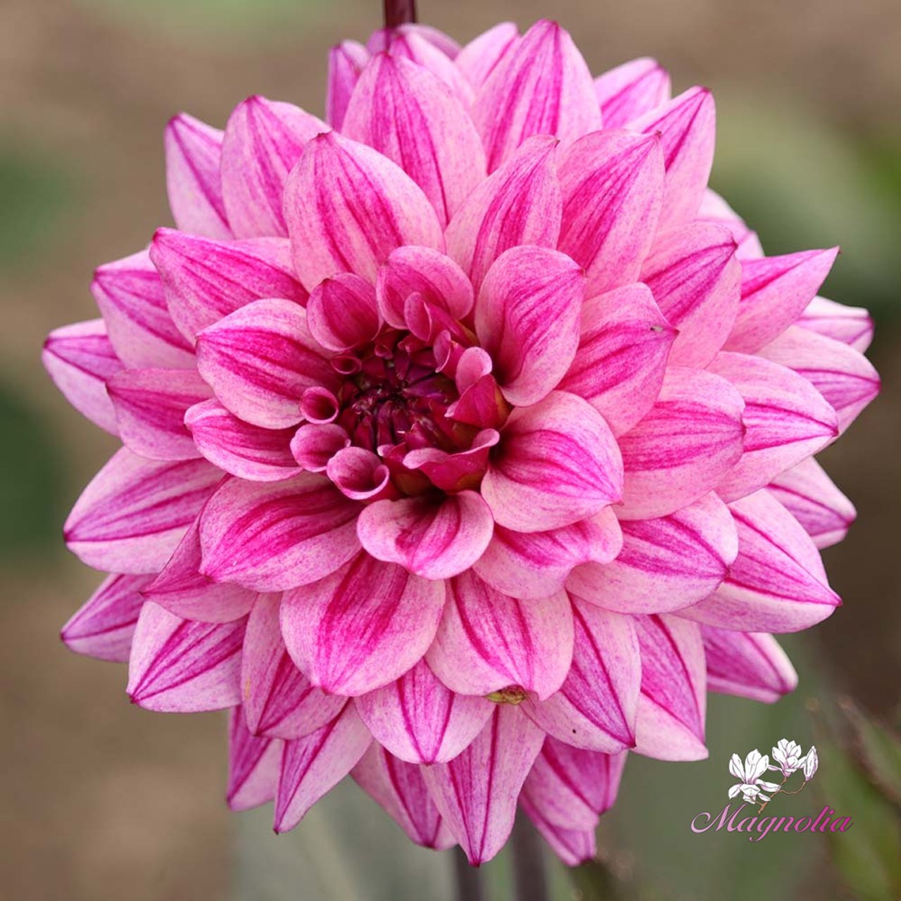Circus Idylle Dahlia Tuber