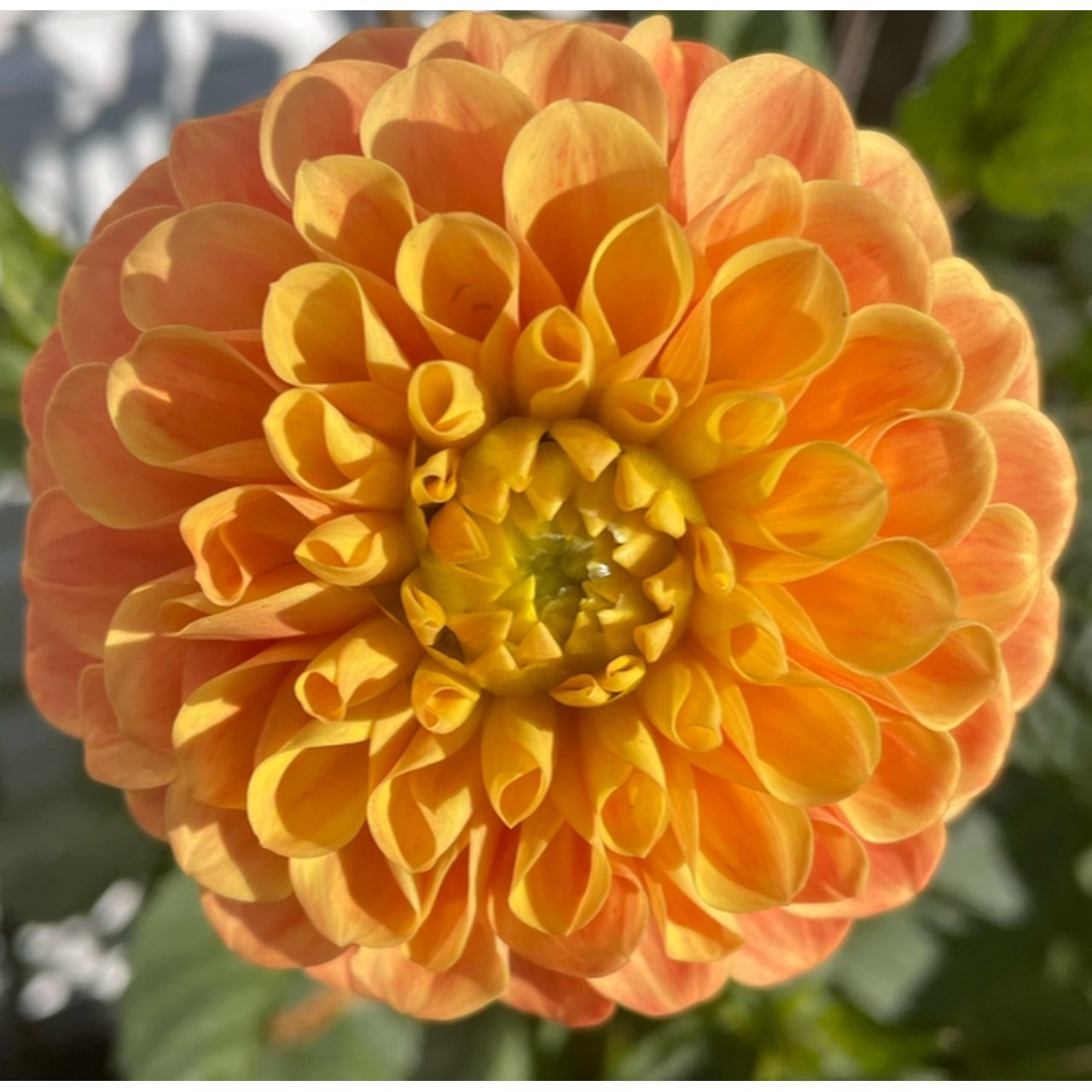 Clearview Emma Dahlia Cutting
