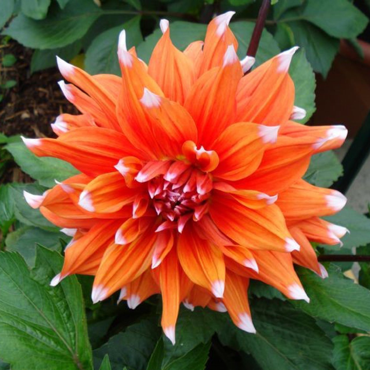 Color Spectacle Dahlia Tuber