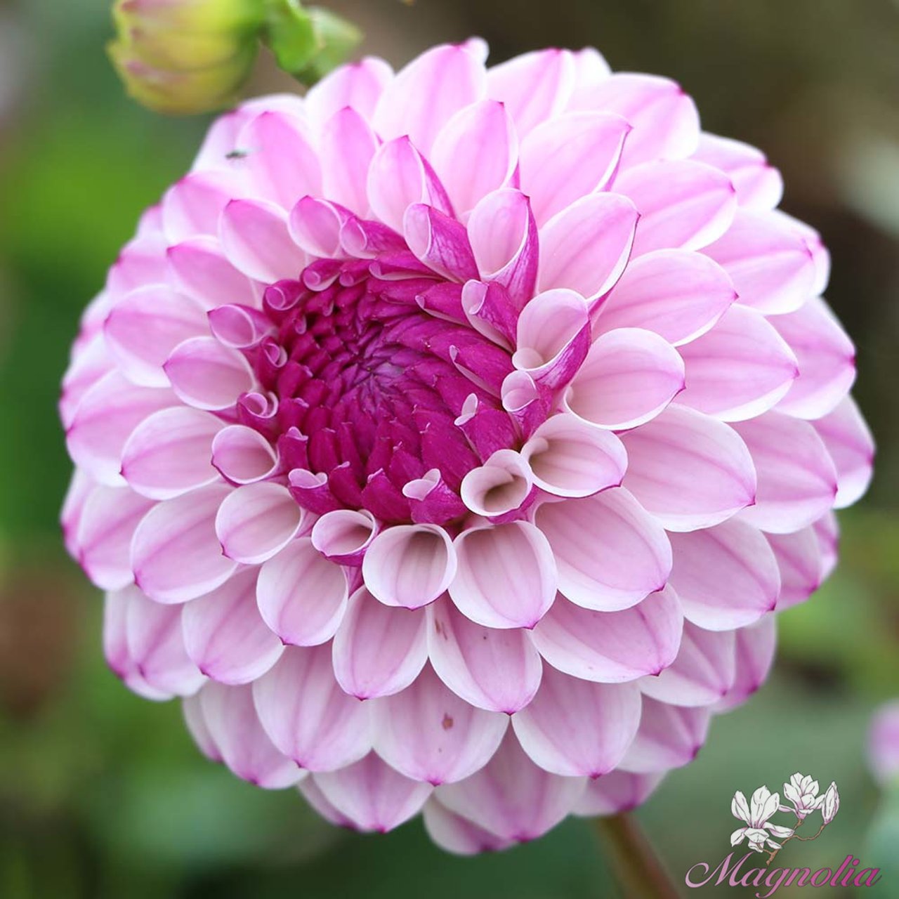 Columbus Dahlia Knöl